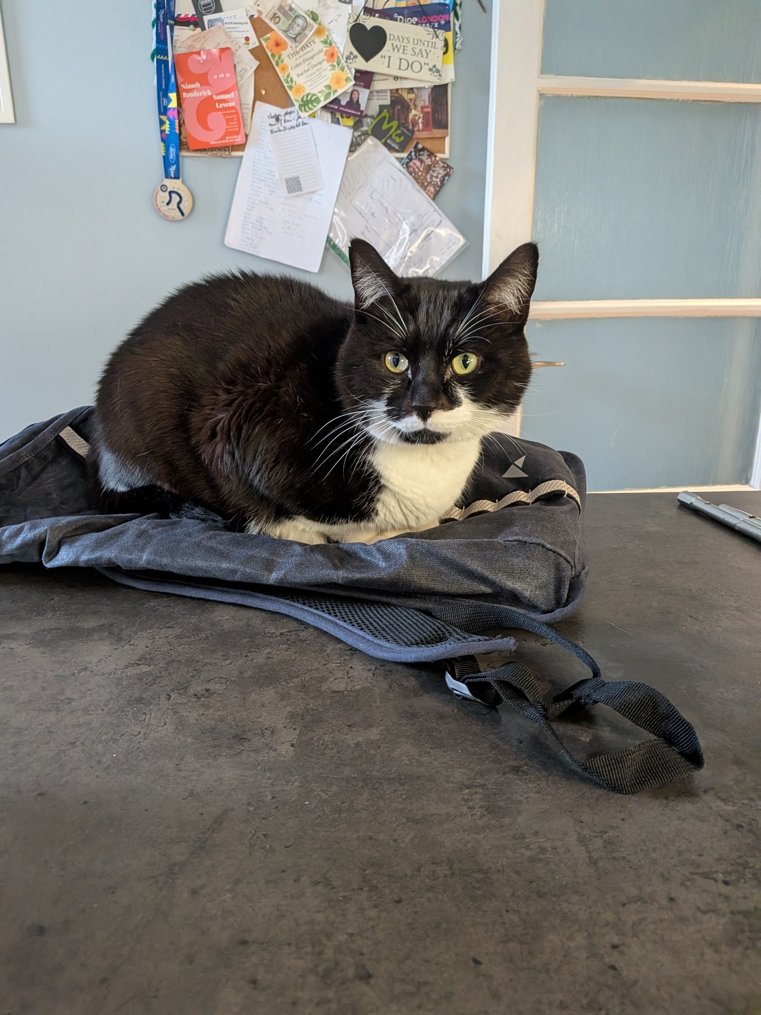 Philippe loafing on a bag