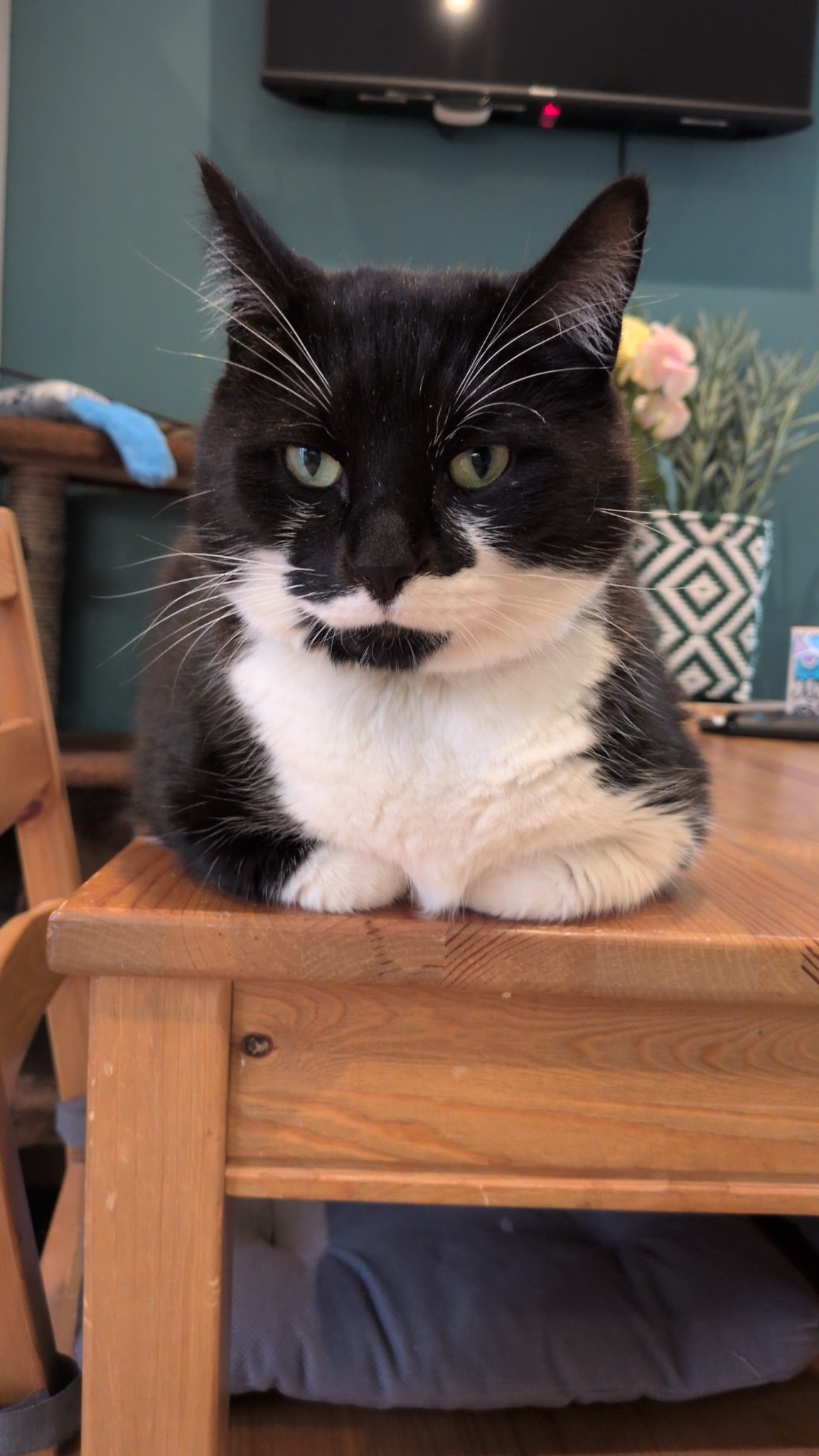 Philippe the tuxedo cat sitting on a wooden table